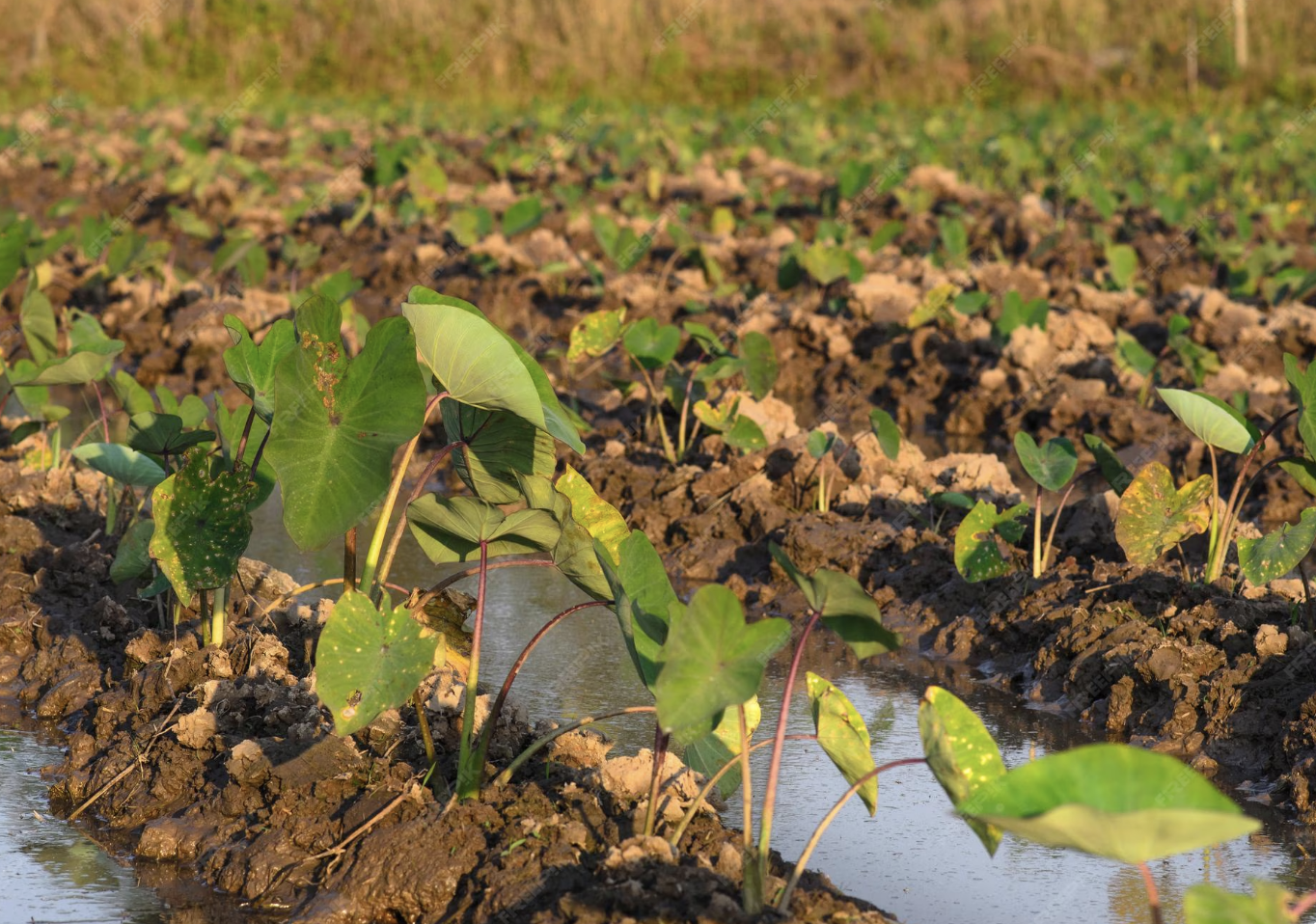 Soil & Water Management